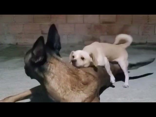 Small male dog meeting with big female dog