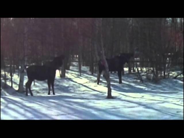 Alaskan moose in my yard