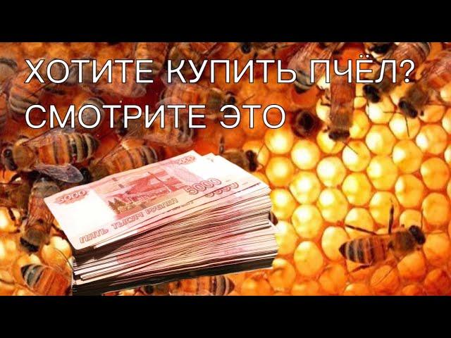 ХОТИТЕ КУПИТЬ ПЧЁЛ? СМОТРИТЕ ЭТО