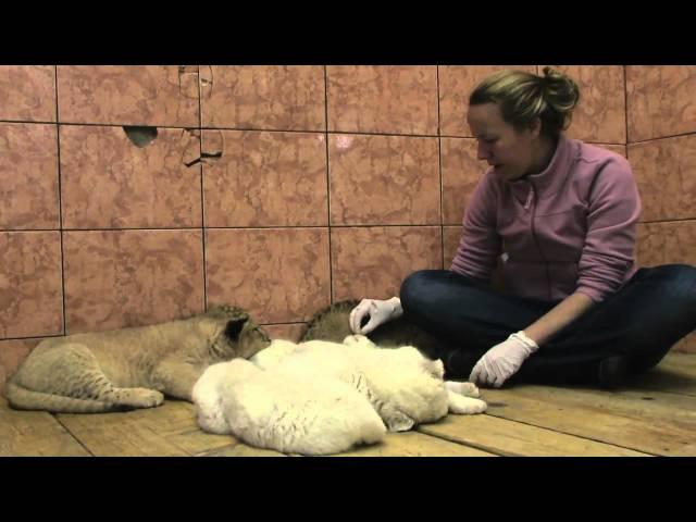 Belgrade Zoo 2011 Episode 8 Part 3