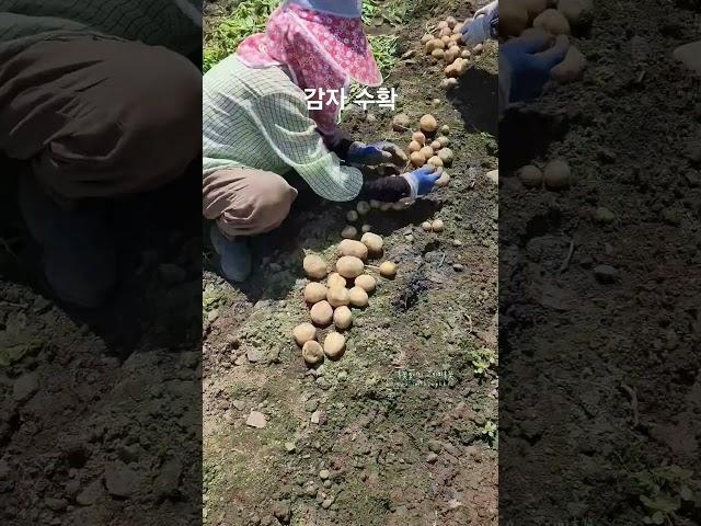 #감자 #감자철 #감자수확 #햇감자 #감자캐기 #감자밭  #구황작물