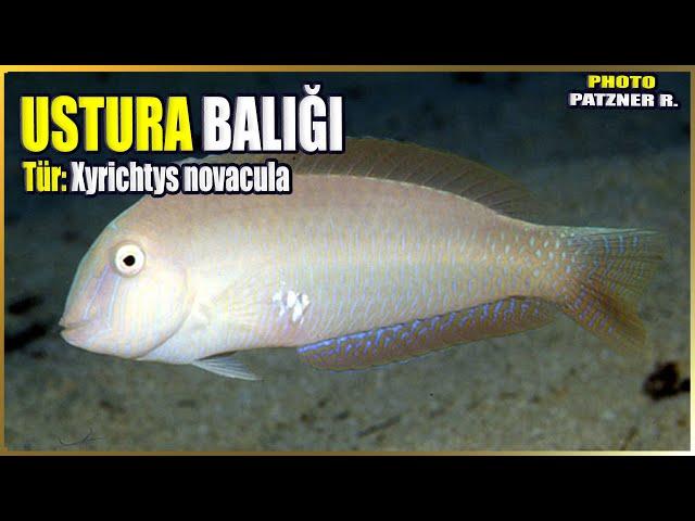 Information About Razor Fish | Xyrichtys novacula | Mediterranean Fish #18