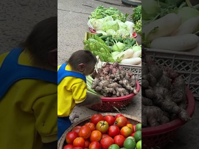 cute curtis monkey goes to the market to buy carrots