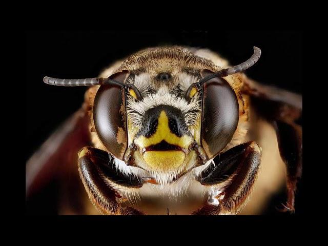 bees might help smartphone