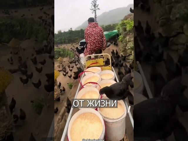 Китаец Построил ПОЕЗД для Куриц