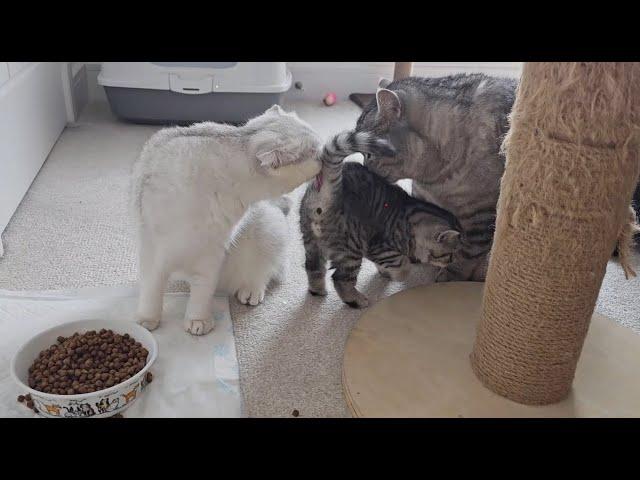 Dad mom and kittens / Scottish fold Scottish straight