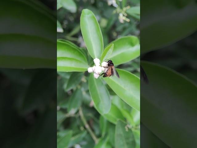 #Macro Garden walk POV || #mobilemacro #macrophotography #macrovideography #macrovideo #mobilevideo