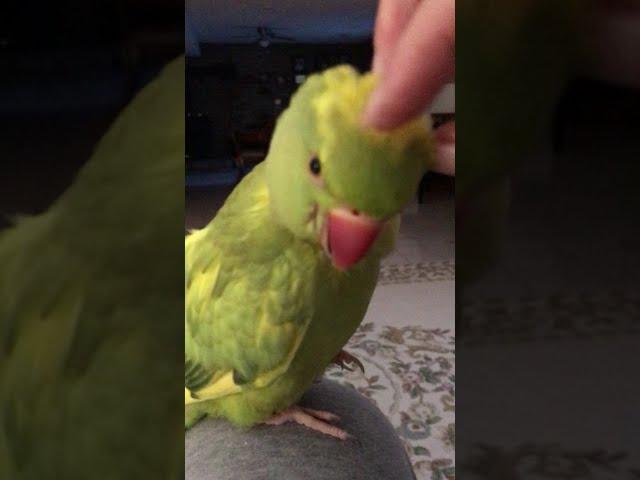 Talking parrot loves his "tickles and cuddles”, so cute..