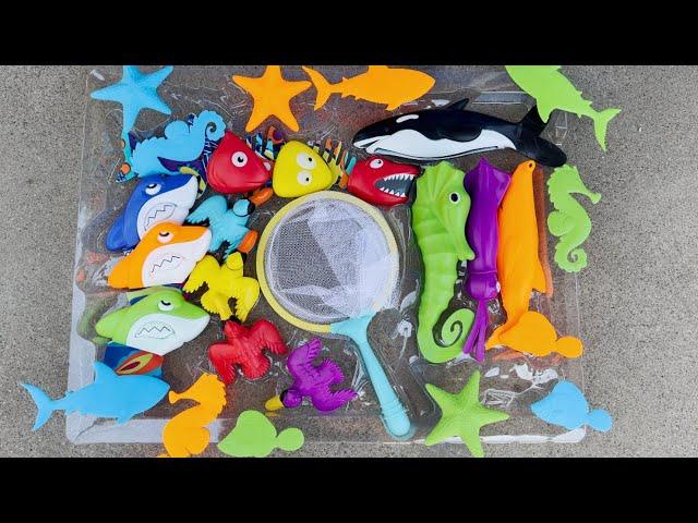 Pool Party Play Toys! Sea Horse, Squid, Sharks, Starfish, Ducks,  Water Toys In The Pool