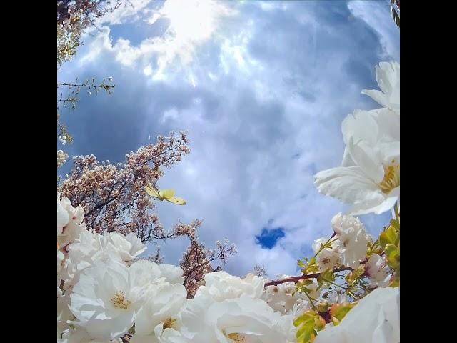 6a  ts3 000222 White Butterfly Cherry