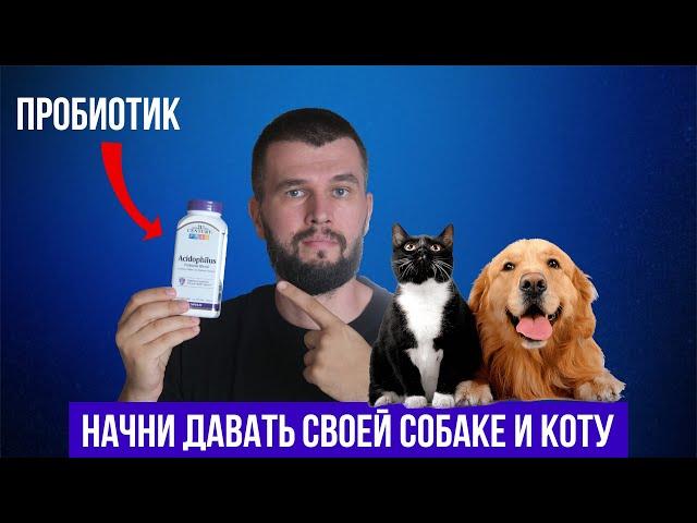 Лучший пробиотик для собак и котов