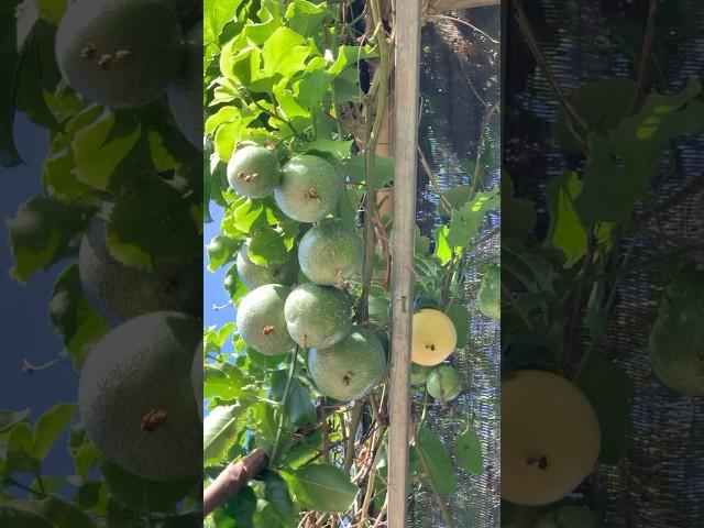 Picking passion fruit #shorts #viralvideo #cuttingskills #passion #fruit #rurallife