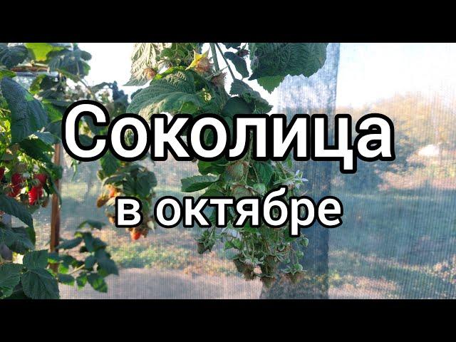 Малина Соколица осенью