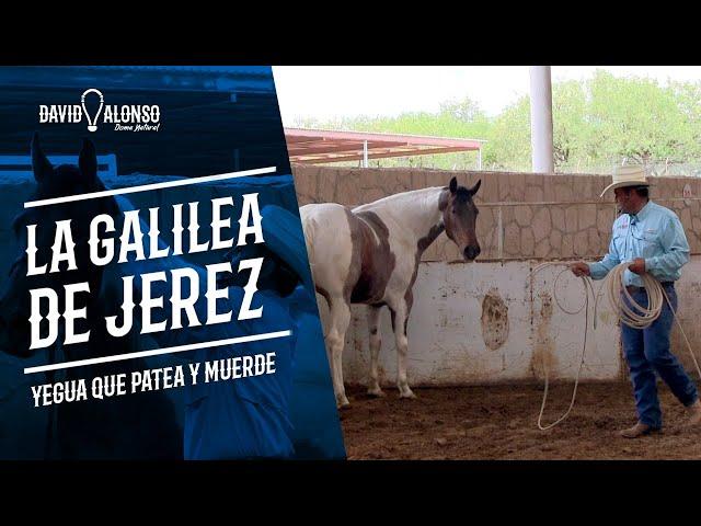 La Galilea de Jerez - Yegua que patea y muerde David Alonso Doma Natural