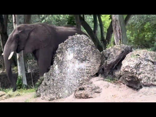 NEVER BEFORE SEEN at DISNEY 8 HIPPOS EATING, 6 ELEPHANTS, KNOCKED OVER TREE! ANIMAL KINGDOM SAFARI