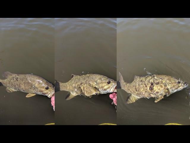 Smallmouth Bass Fishing in the Fire Swamp??