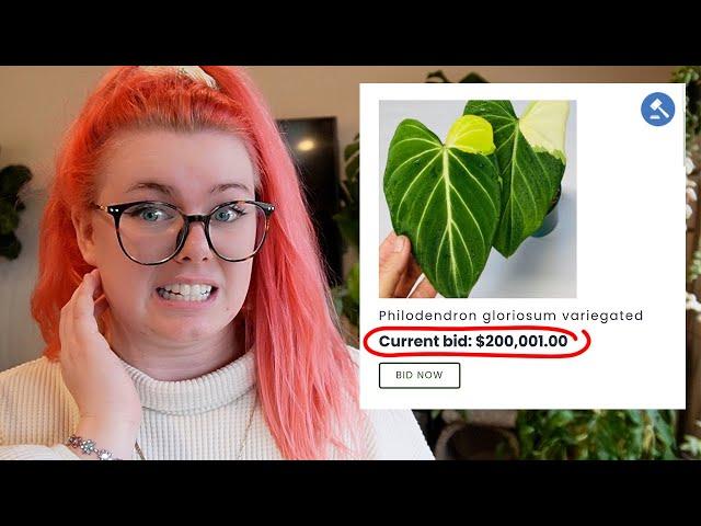 YIKES… Houseplants Are Just As Expensive As Pokémon Cards | PlanTEA