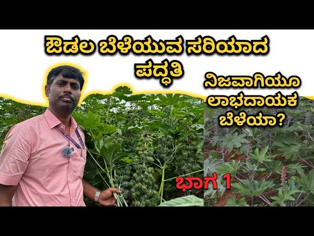 ಅಡಿಕೆ, ತೆಂಗು, ಹಲಸು ಮಾವಿನಲ್ಲಿ ಅಂತರ ಬೆಳೆಯಾಗಿ ಔಡಲ | Castor Farming Details @mrerehulaa