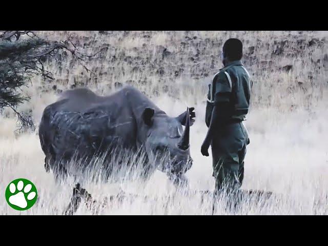 Orphaned rhino is reunited with the man who raised him