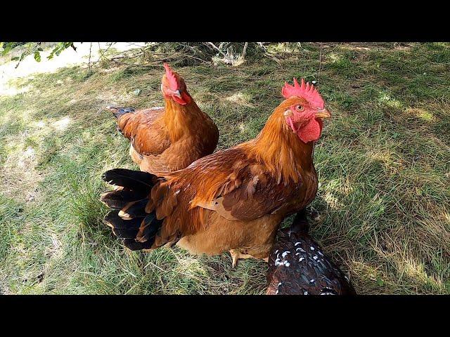 Raising Freedom Rangers for meat chickens. You won't be disappointed, here's why!