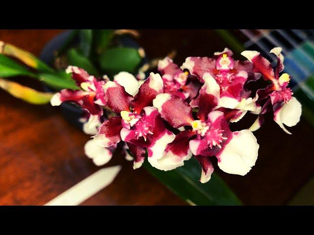 Plant Orchid Care - Oncidium Heaven Scent Redolence (Chocolate Scented)