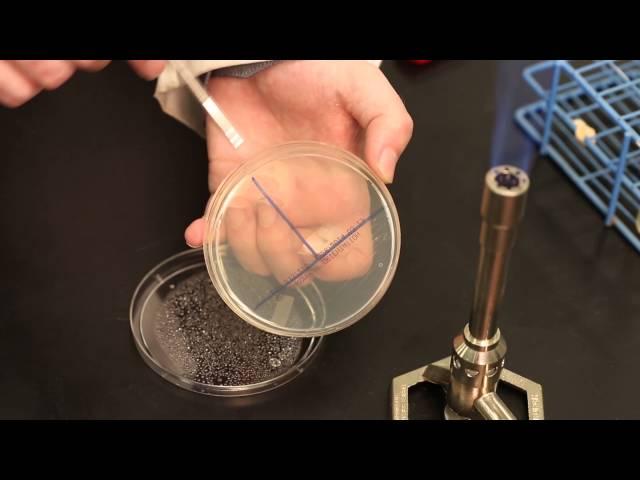 Streaking microorganisms on an agar plate