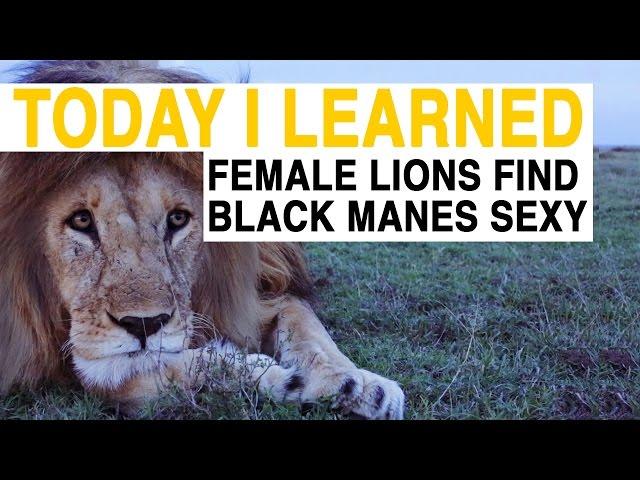 TIL: Female Lions Are Attracted to Black Manes | Today I Learned