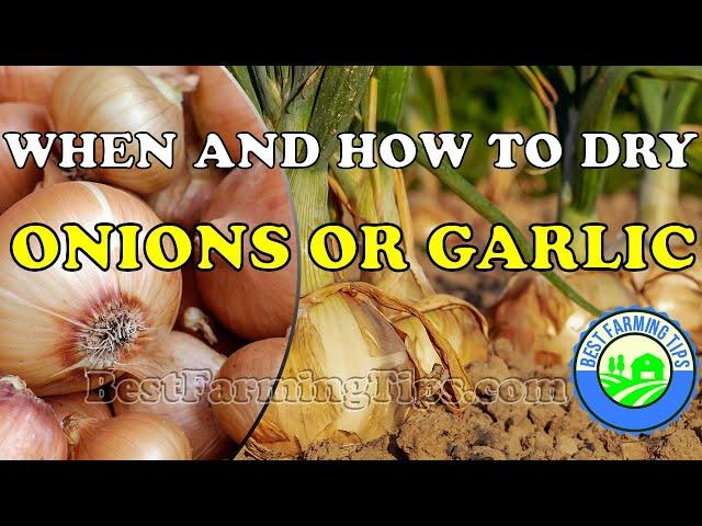 When and how to dry or store onions and garlic after harvest