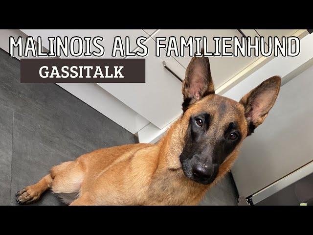 MALINOIS ALS FAMILIENHUND | GASSITALK | SKY IST 1 JAHR