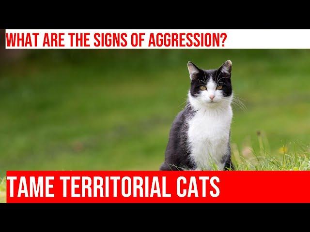 Taming Territorial Aggression in Cats: Tips and Tricks