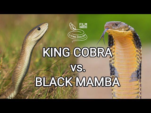 King cobra vs. Black mamba - Battle of the deadly snakes