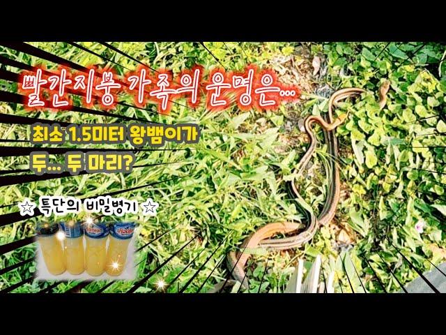 팍봉밭에 대왕뱀이🪱 산다 | Giant Snakes! in my garden