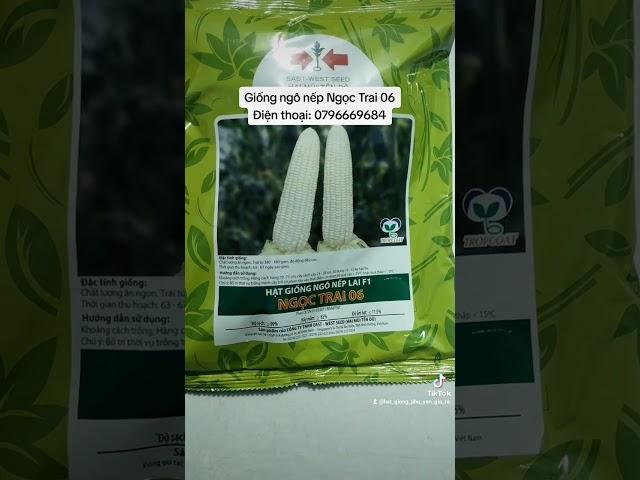Giống ngô nếp hai mũi tên đỏ - Ngọc Trai 06