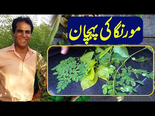 Discovering the Miracle Tree: Identifying Moringa for Beginners | Dr Shahzad  Basra