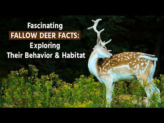 Fascinating Fallow Deer Facts | Exploring Their Behavior & Habitat