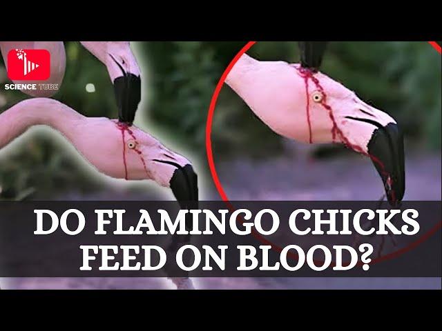 Is This Flamingo Feeding Blood to its Baby !? | Let's learn about flamingos!