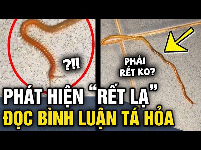 Đăng clip CON RẾT có chiều dài bất thường, chàng trai vào ĐỌC BÌNH LUẬN mới vỡ lẽ | Tin 3 Phút