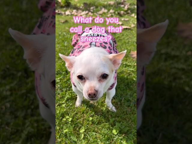 🩷Brynlee’s Daily Dose Of Dog Jokes!🩷