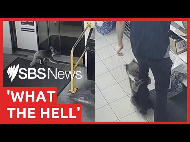 Koala wanders into servo and latches onto staff | SBS News