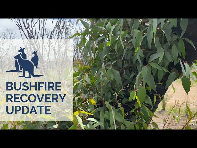 Kangaroo Island Bushfire Recovery Update | Exceptional Kangaroo Island