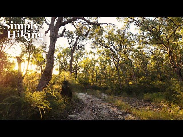 A Solo Hike at Sunset | Australian Bush | Virtual Hike