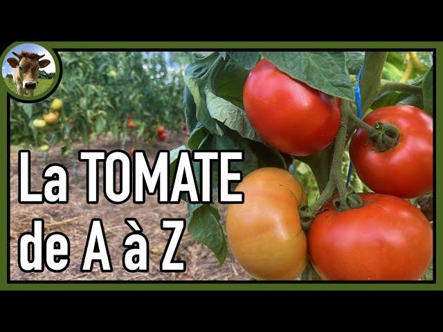 La tomate  Du semis à la récolte ｜ Toutes les étapes de culture en images + conseils pour débutants