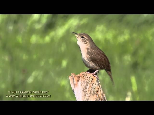 House Wren in Maine