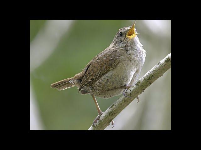 Eurasian Wren singing, song, call. 4K