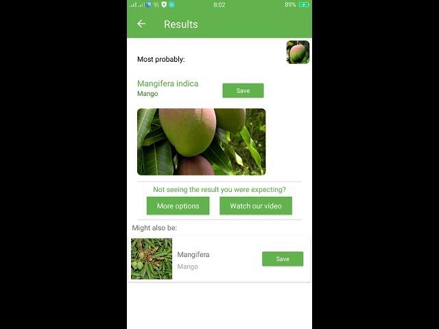 PlantSnap identifies a Mango (Mangifera indica)