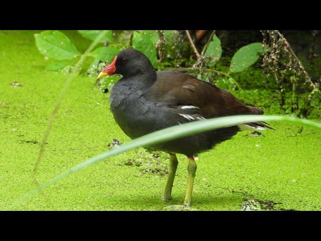 Kokoszka / Moorhen