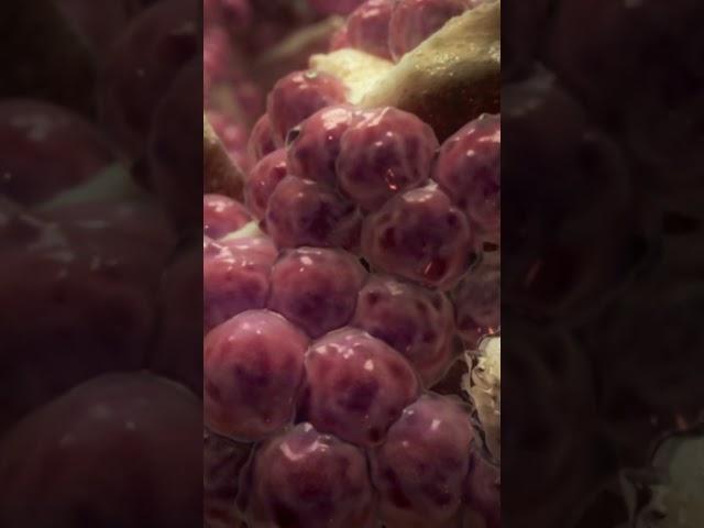Enjoy your SciArt clip! | Medical Animation