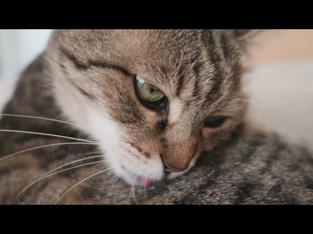 CUTEST CATS [ ADORABLE] Purr-fect Moments  Adorable Cat Antics!