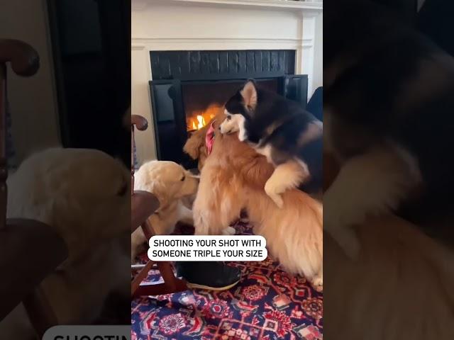 When a Small Dog tries to Hump your Big Dog...
