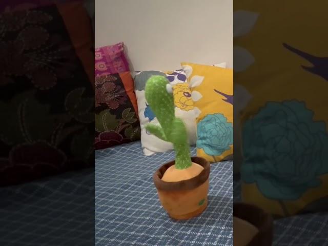 Cute dancing cactus | try not to laugh #youtubeshorts #ajchubs #ytshorts #funny